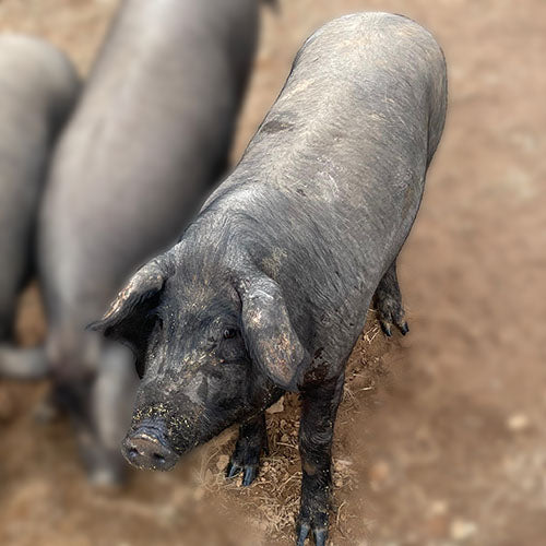 Live Iberico Barrows