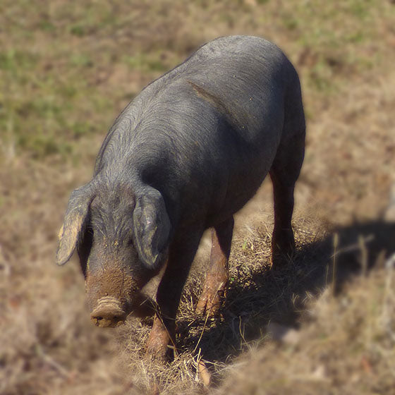 Live Iberico Boarlets