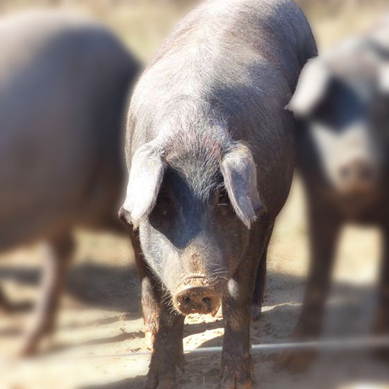 Live Premium Proven Iberico Boars