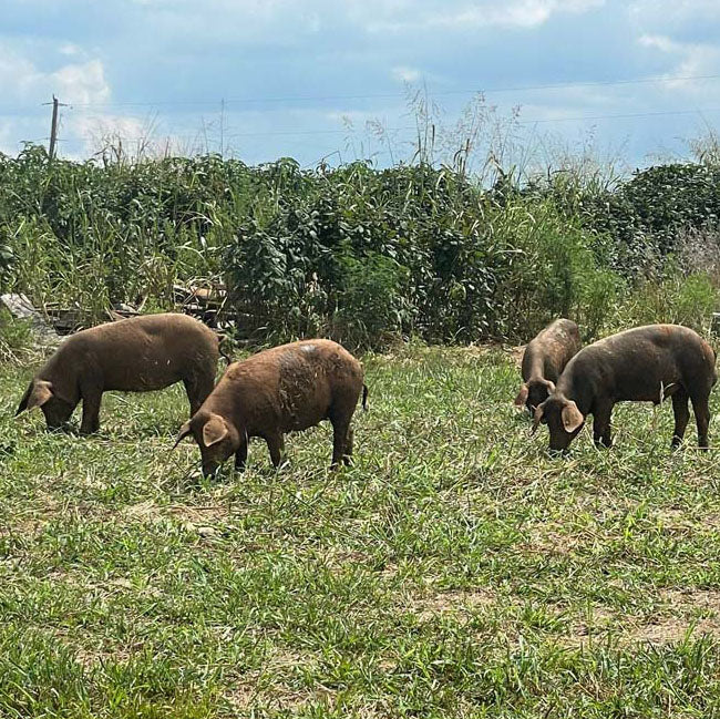 Iberico Starter Herd – 3 Gilts and 1 Boarlet With Certified Pure Iberico Genetics